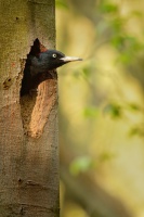 Datel cerny - Dryocopus martius - Black Woodpecker 1942